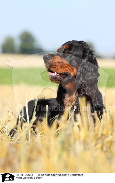 lying Gordon Setter / IF-09591
