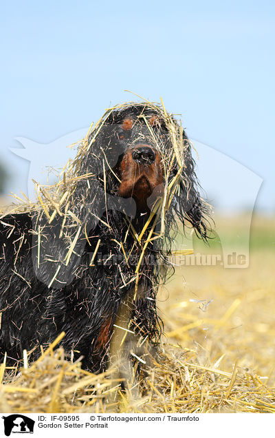 Gordon Setter Portrait / Gordon Setter Portrait / IF-09595