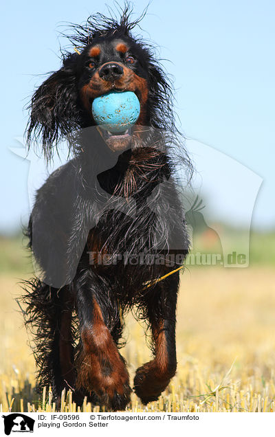 spielender Gordon Setter / playing Gordon Setter / IF-09596