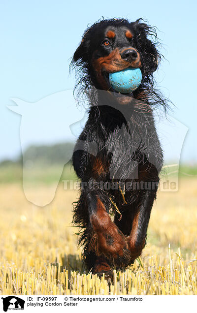 spielender Gordon Setter / playing Gordon Setter / IF-09597