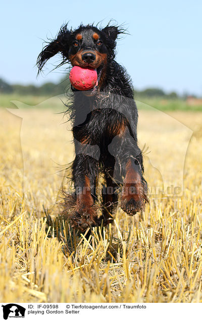 spielender Gordon Setter / playing Gordon Setter / IF-09598