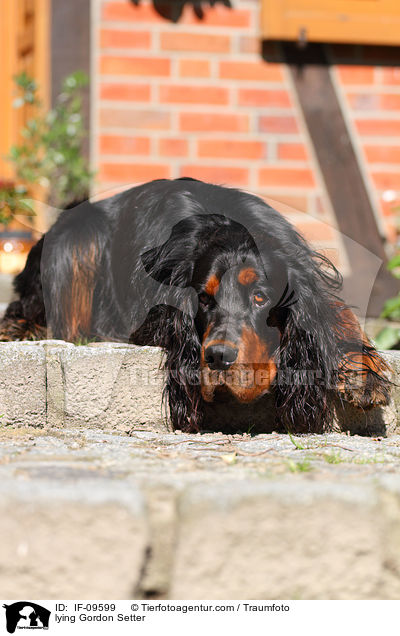 liegender Gordon Setter / lying Gordon Setter / IF-09599