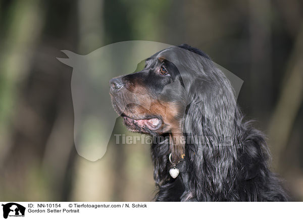 Gordon Setter Portrait / NN-10154