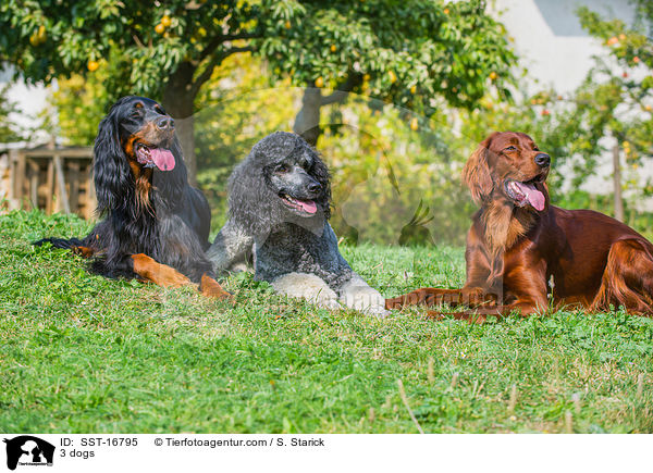3 dogs / SST-16795