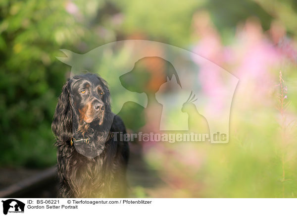 Gordon Setter Portrait / Gordon Setter Portrait / BS-06221