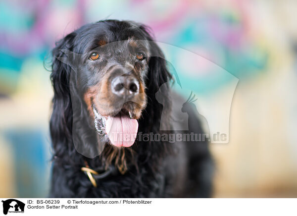 Gordon Setter Portrait / Gordon Setter Portrait / BS-06239