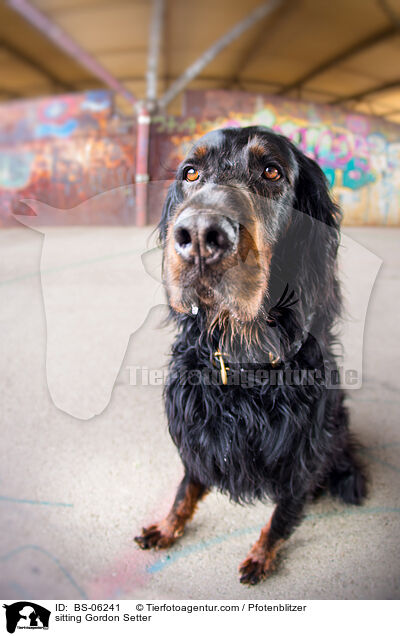 sitzender Gordon Setter / sitting Gordon Setter / BS-06241