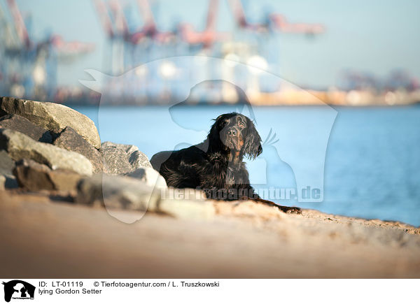 liegender Gordon Setter / lying Gordon Setter / LT-01119
