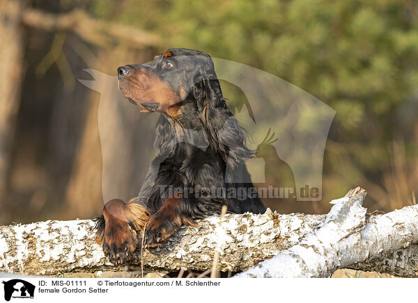 female Gordon Setter / MIS-01111