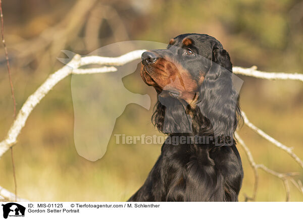Gordon Setter Portrait / MIS-01125