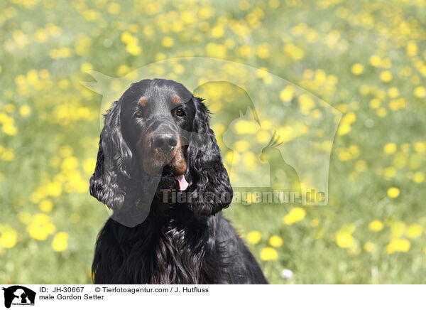 Gordon Setter Rde / male Gordon Setter / JH-30667