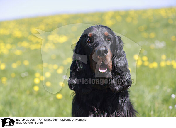 Gordon Setter Rde / male Gordon Setter / JH-30668