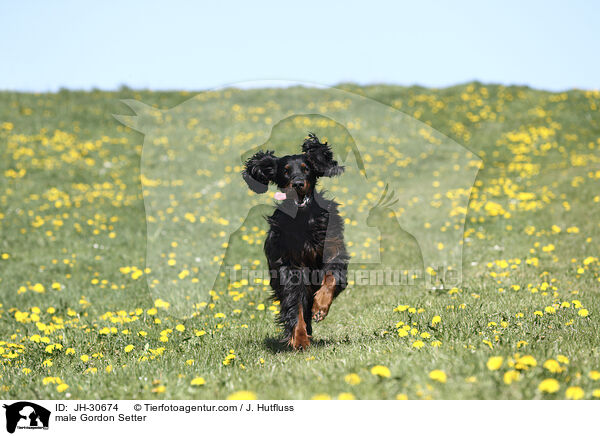 male Gordon Setter / JH-30674