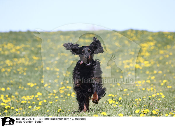 male Gordon Setter / JH-30675