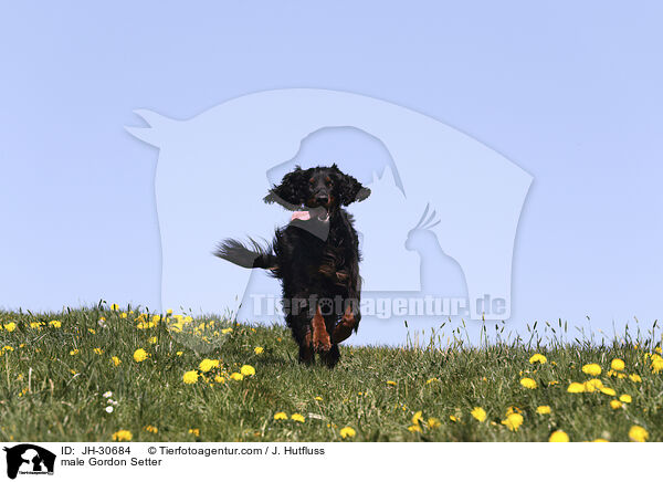 male Gordon Setter / JH-30684
