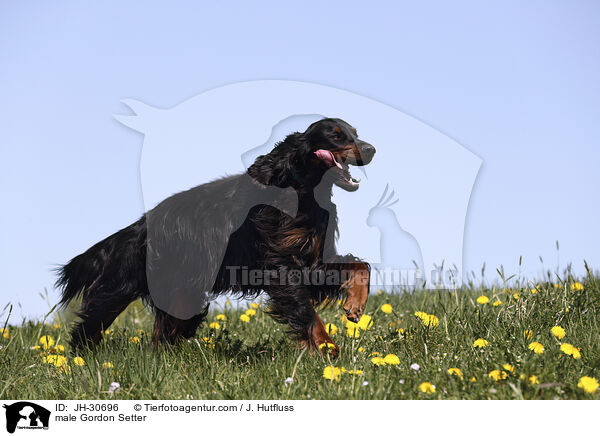 male Gordon Setter / JH-30696