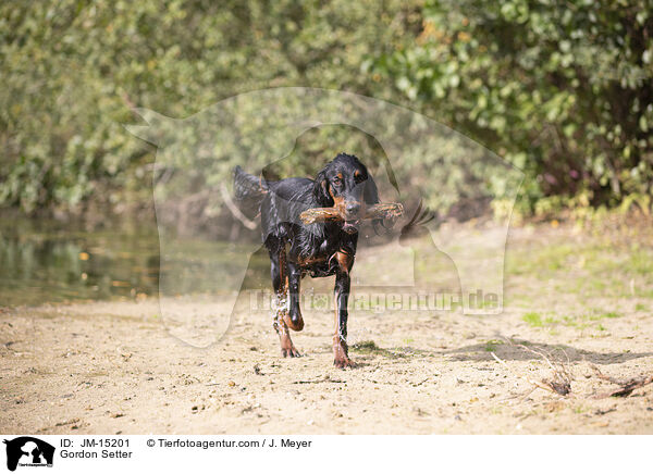 Gordon Setter / Gordon Setter / JM-15201