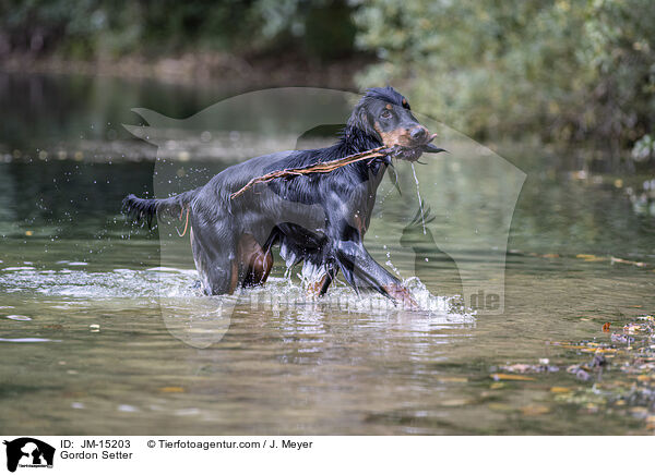 Gordon Setter / JM-15203