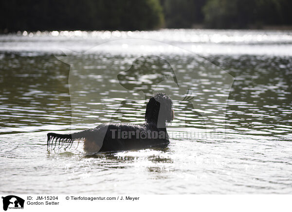 Gordon Setter / Gordon Setter / JM-15204