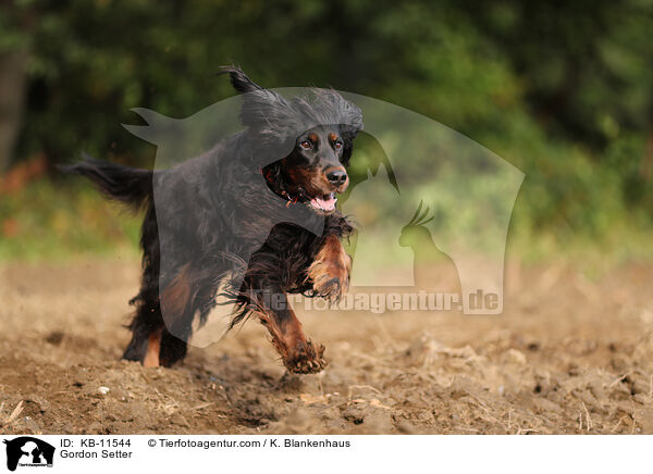 Gordon Setter / Gordon Setter / KB-11544