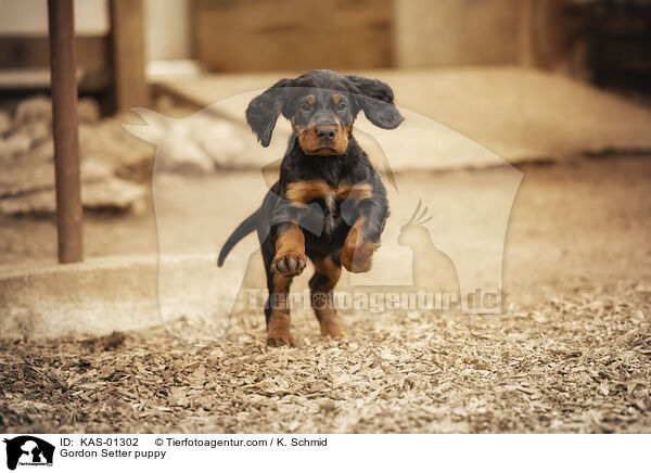 Gordon Setter puppy / KAS-01302