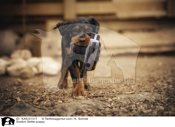 Gordon Setter Welpe / Gordon Setter puppy / KAS-01317
