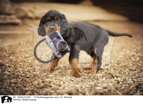 Gordon Setter Welpe / Gordon Setter puppy / KAS-01328