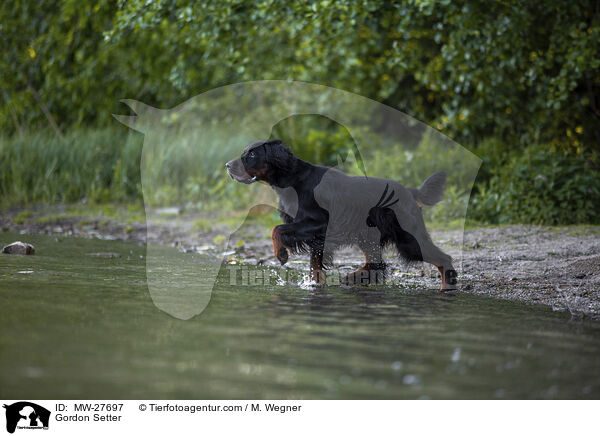 Gordon Setter / Gordon Setter / MW-27697