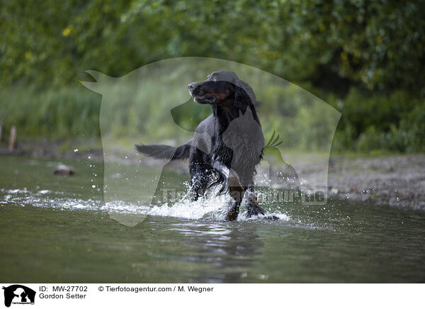 Gordon Setter / Gordon Setter / MW-27702