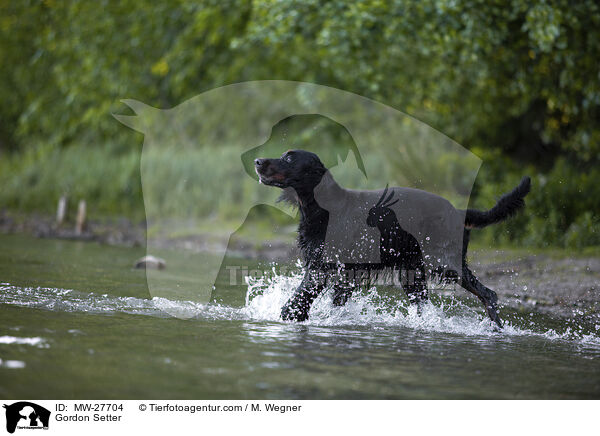 Gordon Setter / Gordon Setter / MW-27704