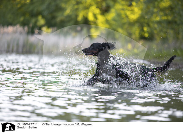 Gordon Setter / Gordon Setter / MW-27711
