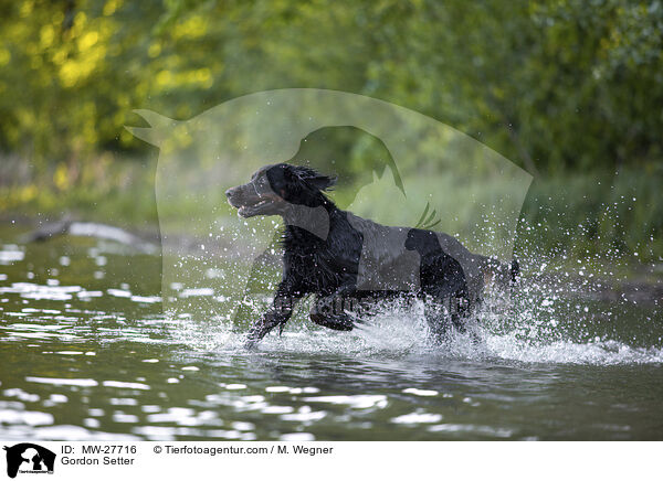 Gordon Setter / Gordon Setter / MW-27716