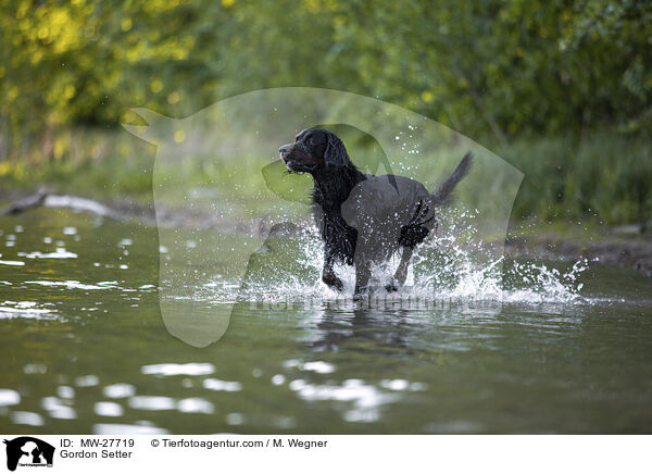 Gordon Setter / Gordon Setter / MW-27719