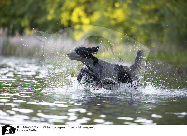 Gordon Setter / Gordon Setter / MW-27722