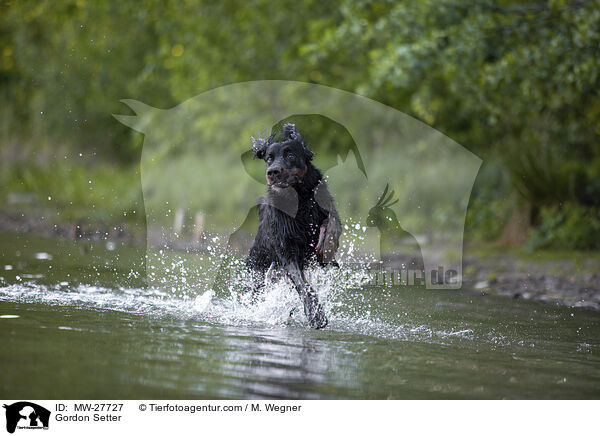 Gordon Setter / Gordon Setter / MW-27727