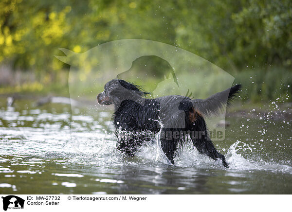 Gordon Setter / Gordon Setter / MW-27732