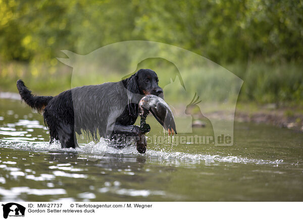 Gordon Setter apportiert Ente / Gordon Setter retrieves duck / MW-27737