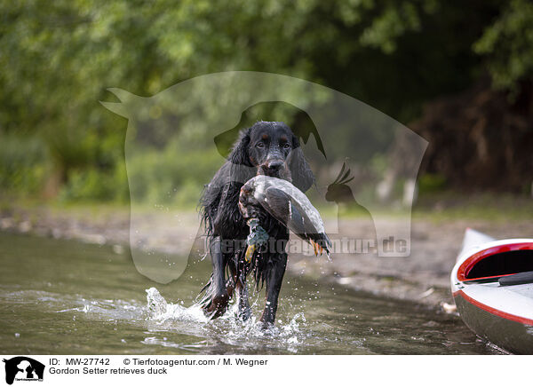 Gordon Setter apportiert Ente / Gordon Setter retrieves duck / MW-27742