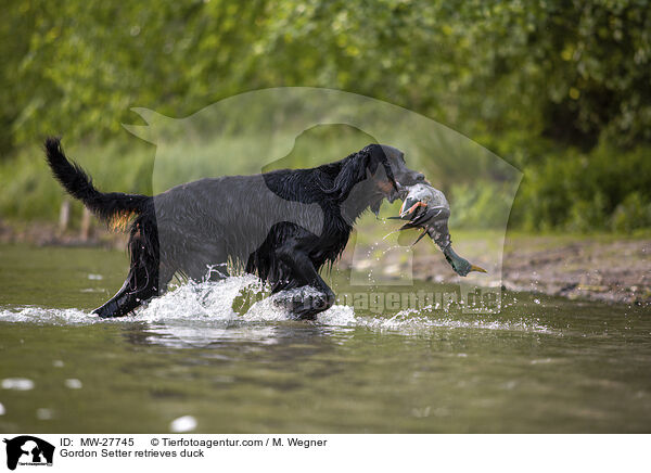 Gordon Setter apportiert Ente / Gordon Setter retrieves duck / MW-27745