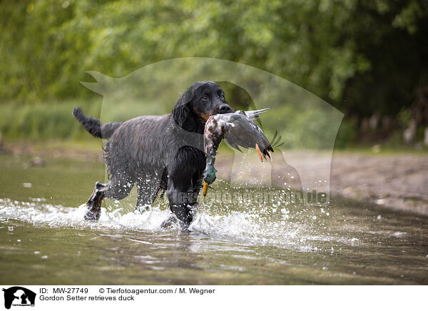 Gordon Setter apportiert Ente / Gordon Setter retrieves duck / MW-27749