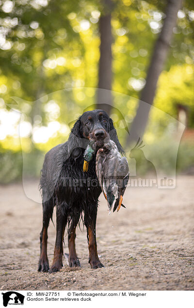 Gordon Setter apportiert Ente / Gordon Setter retrieves duck / MW-27751