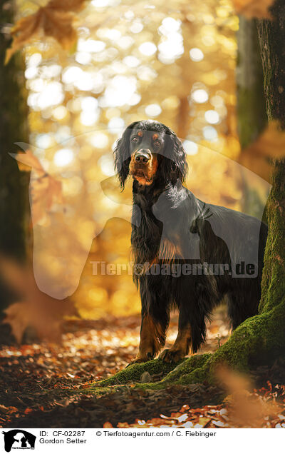 Gordon Setter / Gordon Setter / CF-02287