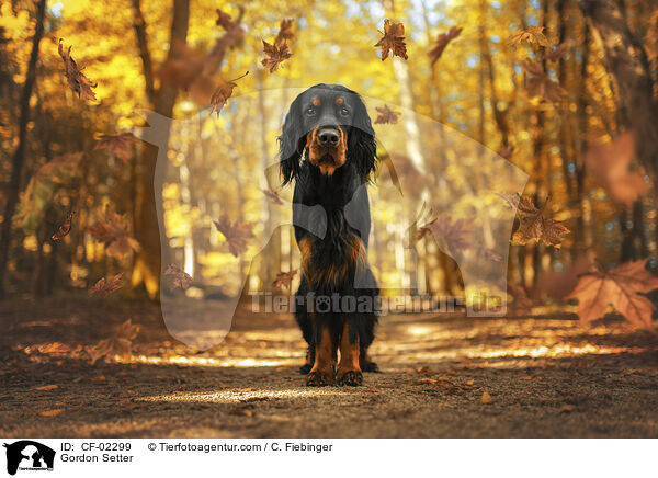 Gordon Setter / Gordon Setter / CF-02299