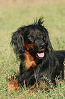 lying Gordon Setter