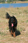 walking Gordon Setter