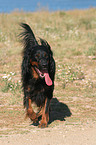 walking Gordon Setter