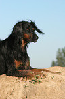 lying Gordon Setter