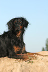 lying Gordon Setter