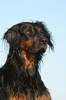 Gordon Setter Portrait