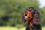 Gordon Setter Portrait